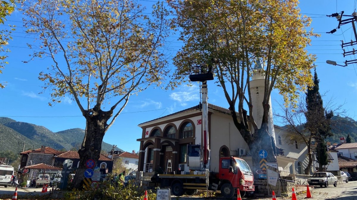 İzmir'de 1100 anıt ağaç bakıma alınıyor
