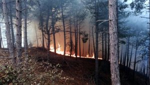 İzmir'de orman yangını