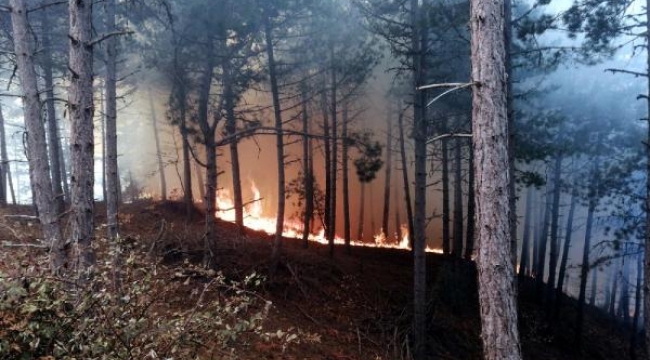 İzmir'de orman yangını