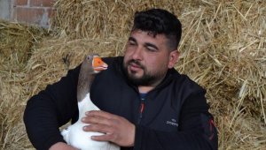 Kesmek için aldığı kaz, peşinden ayrılmıyor