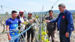 Manisa'da üzüm bağlarını don vurdu