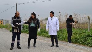 Manisa'da zehirlenen 22 köpekten 17'si öldü