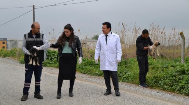 Manisa'da zehirlenen 22 köpekten 17'si öldü