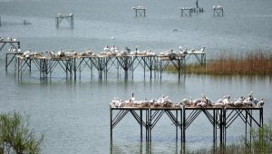 Manyas Kuş Cenneti'nde yapay yuvalarda kuluçka dönemi