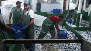 Prof. Dr. Sarı: Boğazlar ve çevrelerinin bir bölümü balık avcılığına kapatılmalı