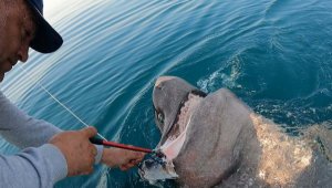 Saros Körfezi'nde yarım tonluk köpek balığı yakaladılar