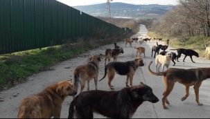Sokak hayvanı sayısı 10 milyona ulaştı