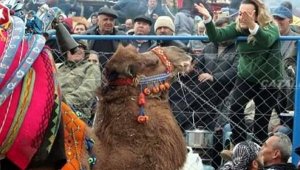 'Süperstar' Alev'in develerine el konuldu