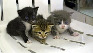 Tavan arasında mahsur kalan yavru kedileri itfaiye kurtardı