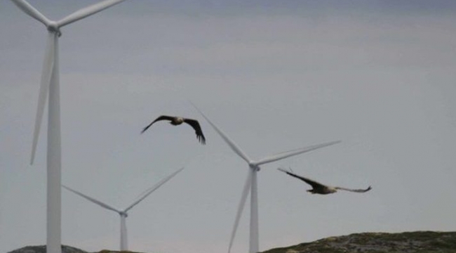 Türbinler 150 kartalı öldürdü, şirket 8 milyon dolar tazminat ödeyecek
