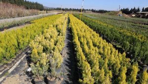 Yanan orman alanlarının yeşillendirilmesi için 2 milyon fidan