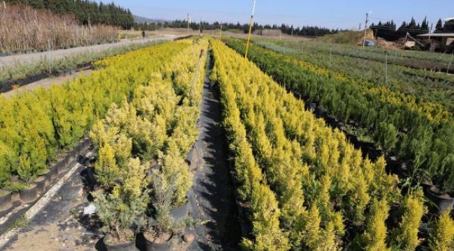 Yanan orman alanlarının yeşillendirilmesi için 2 milyon fidan