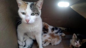 Yavru kediyi itfaiye kurtardı