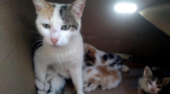 Yavru kediyi itfaiye kurtardı