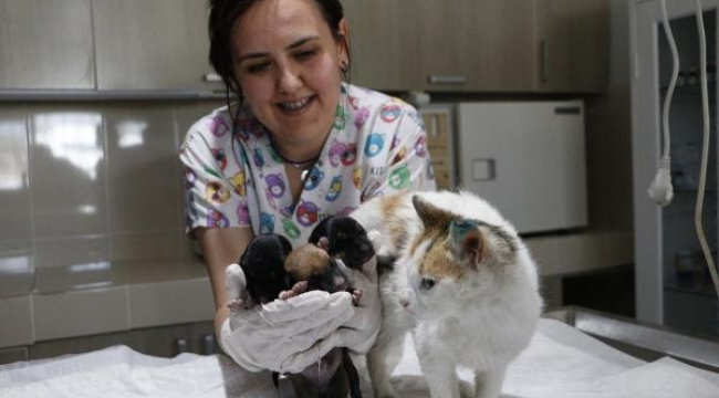 Yavru köpeklere, yavrularını kaybeden kedi sütanne oldu