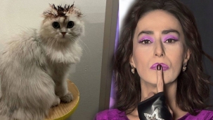 Yıldız Tilbe, kedisini boyadı