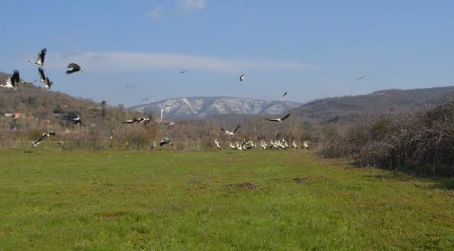 Yüzlerce leylek Savaştepe'de mola verdi