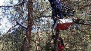 Ağaca asılı kalan amatör paraşütçü kurtarıldı