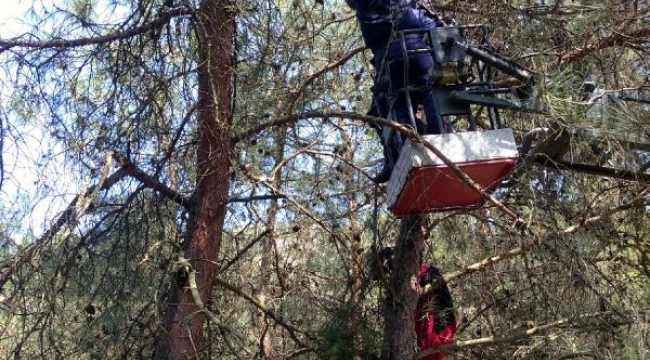 Ağaca asılı kalan amatör paraşütçü kurtarıldı