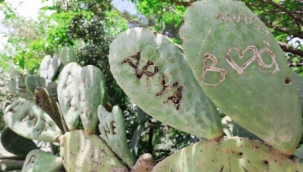 Antik kentin kaktüslerini 'aşk'la tahrip ettiler