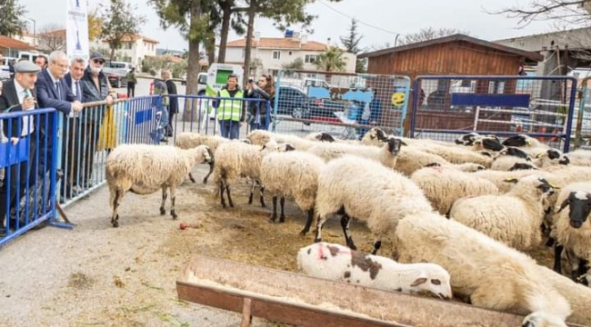 Ata Tohumları Boy Veriyor