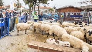 Ata Tohumları Boy Veriyor