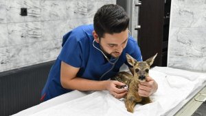 Balıkesir'de ayağı kırık karaca tedavi edildi