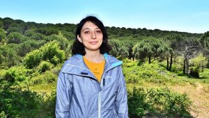 Bergama'da çam kozalak emici böceğiyle mücadelede yeni yöntem