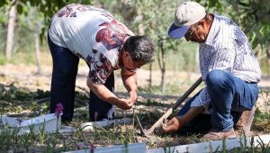 Buca'da dağıtılan salep yumrularında ilk hasat yapıldı