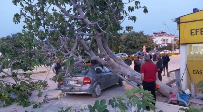 Datça'da devrilen ağaç, otomobilin üzerine düştü
