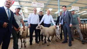 Denizli Büyükşehir'den 200 aileye 400 damızlık koç ve teke