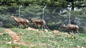 Doğal Yaşam Parkı'ndaki kızıl geyiklerin yeni yuvası Spil Dağı