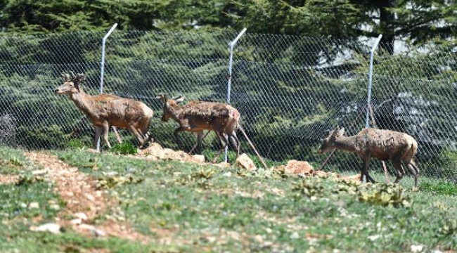 Doğal Yaşam Parkı'ndaki kızıl geyiklerin yeni yuvası Spil Dağı