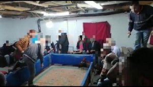 Horoz dövüştüren 31 kişiye 56  bin lira para cezası