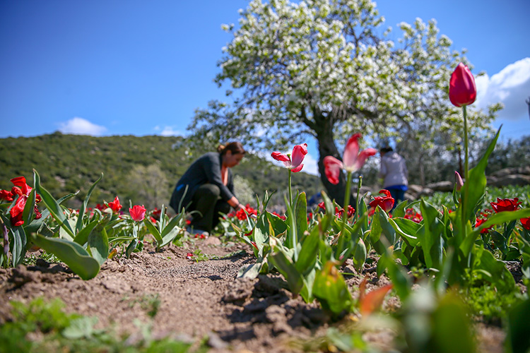 İzmirli kadınlar Hollanda'ya lale satıyor