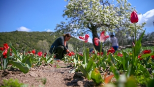 İzmirli kadınlar Hollanda'ya lale satıyor