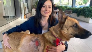 Kanser hastası sokak köpeğini kurtardı