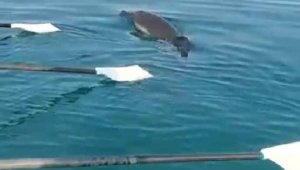 Kürek sporcularına yunus sürprizi