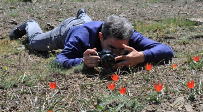 Manisa lalesini koparana 109 bin lira para cezası