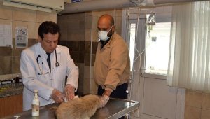 Manisa'da köpekleri tarım ilaçlı tavuk etiyle öldürmüşler