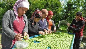Manisa'nın 'dumanlı papaz' eriği, üreticinin yüzünü güldürdü