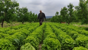 Marul tarlada 2 lira, rafta 10 lira