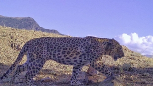 Nesli tükendi sanılıyordu! 48 yıl sonra görüldü