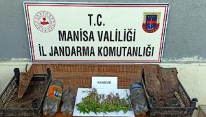 Salihli'de ormanda 178 kök kenevir ele geçirildi