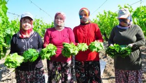 Sultani çekirdeksiz üzümün yaprağı da geçim kaynağı