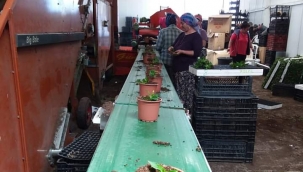 Urla'da üretiliyor tüm İzmir'i süslüyor