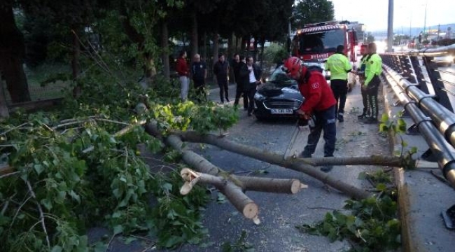 Yolda giden otomobilin üzerine ağaç devrildi