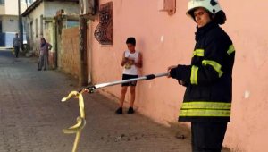 Ayakkabılığa giren yılanı itfaiye yakaladı