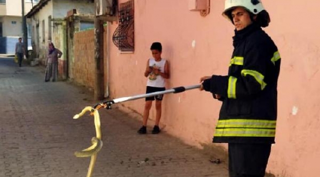 Ayakkabılığa giren yılanı itfaiye yakaladı