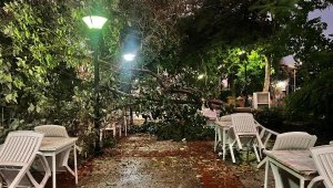 Aydın'da kuvvetli rüzgar ağaçları kökünden söktü